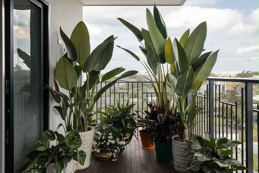 Healthy plants
