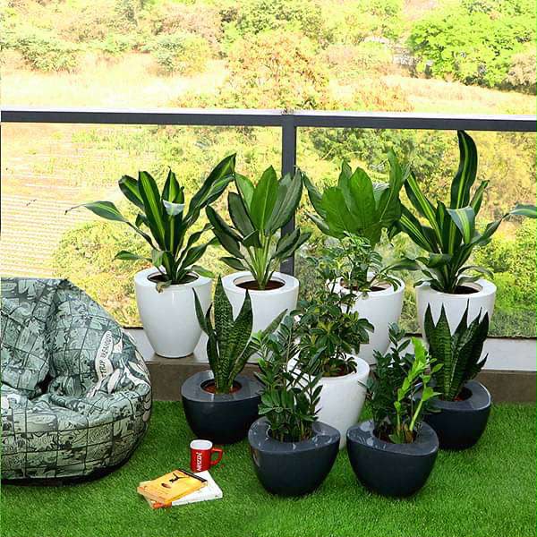 Healthy plants