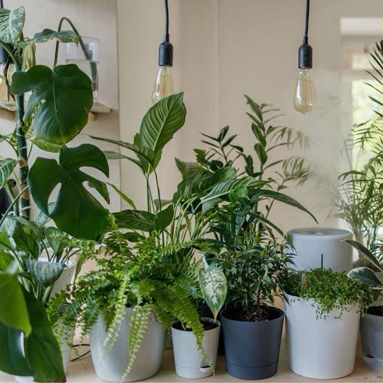 Healthy plants