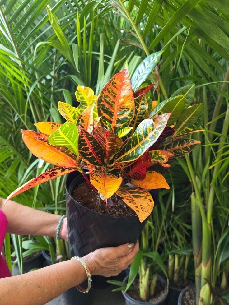 Healthy plants