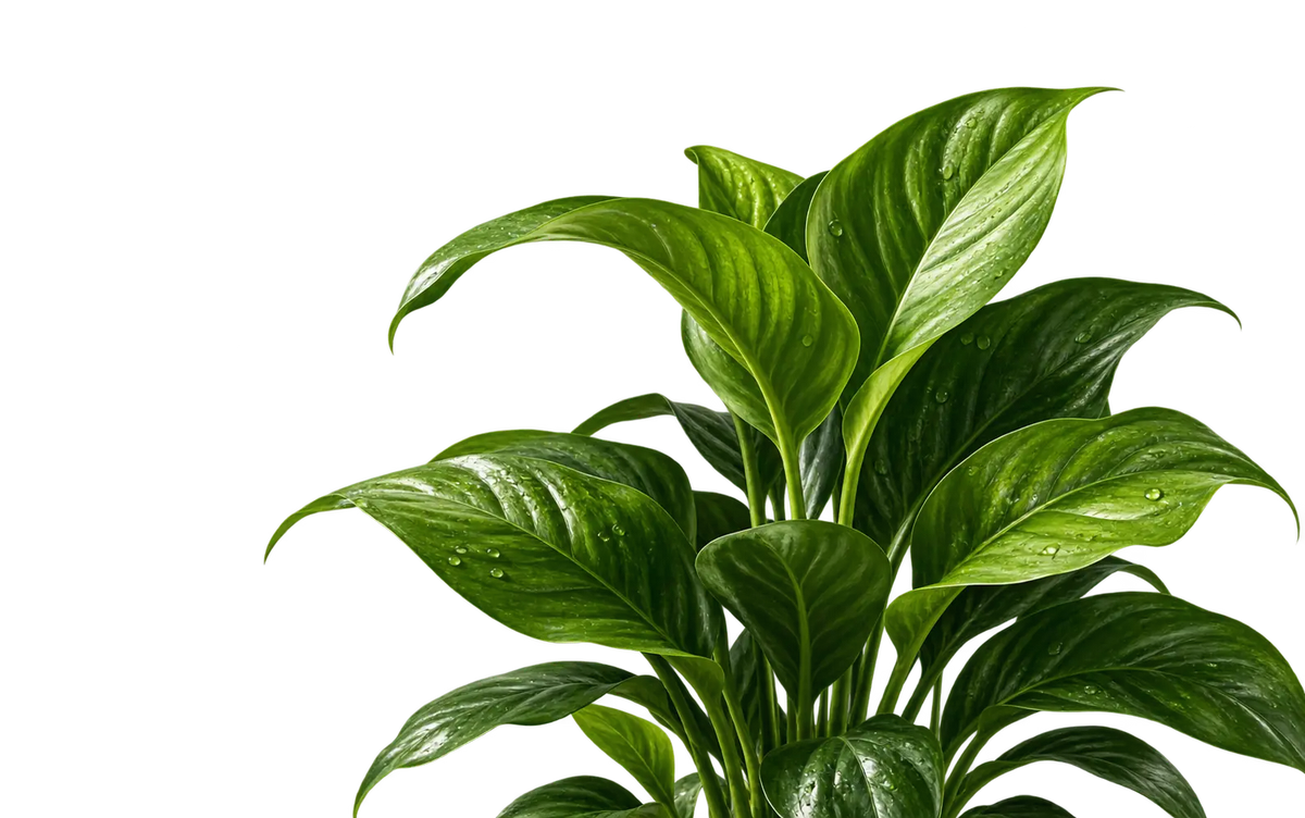 Green plant